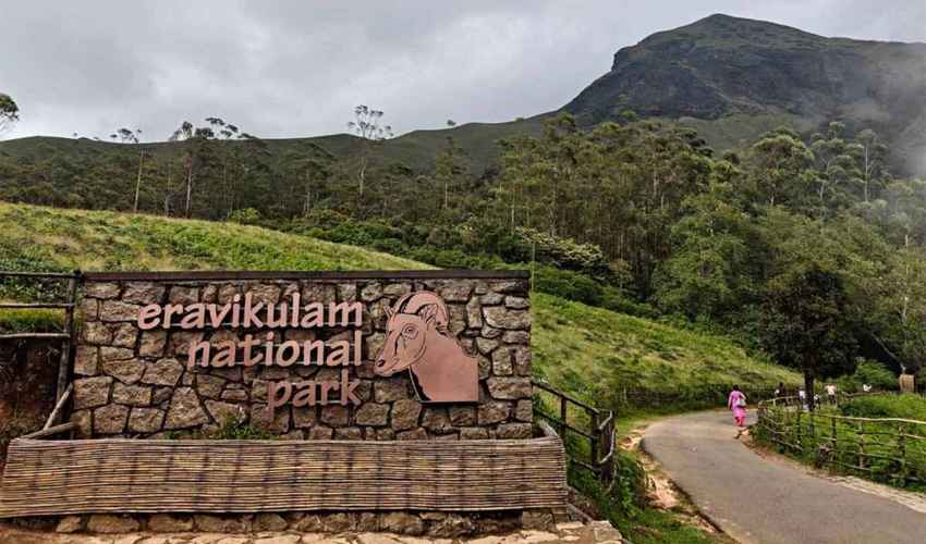 Eravikulam National Park