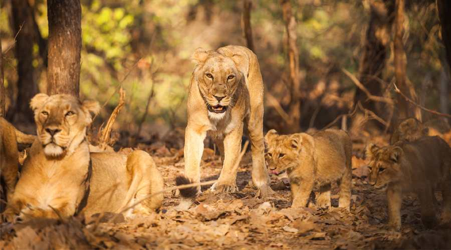 Best Time to Visit Gir Jungle Safari