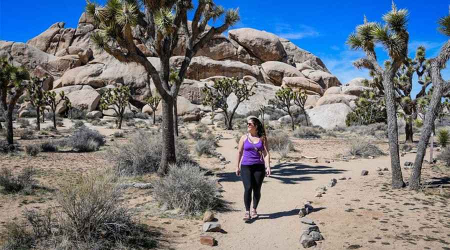 What is Special About Joshua Tree National Park