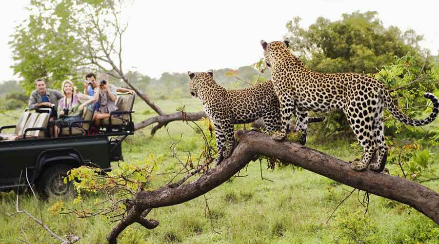 Top 10 Best Places for Wildlife Photography in India