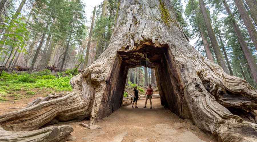 Which is Better Sequoia National Park or Yosemite National Park