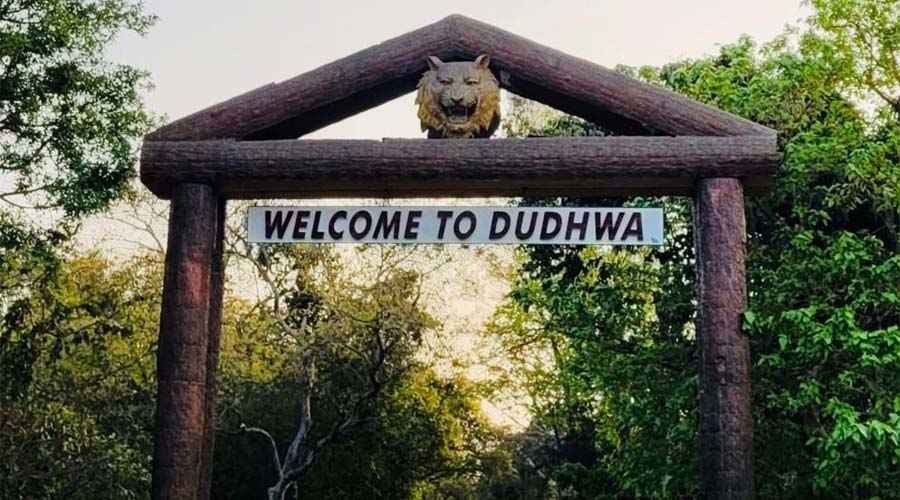 Dudhwa National Park Wildlife Spotlight