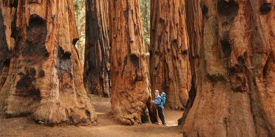 Redwood National Park