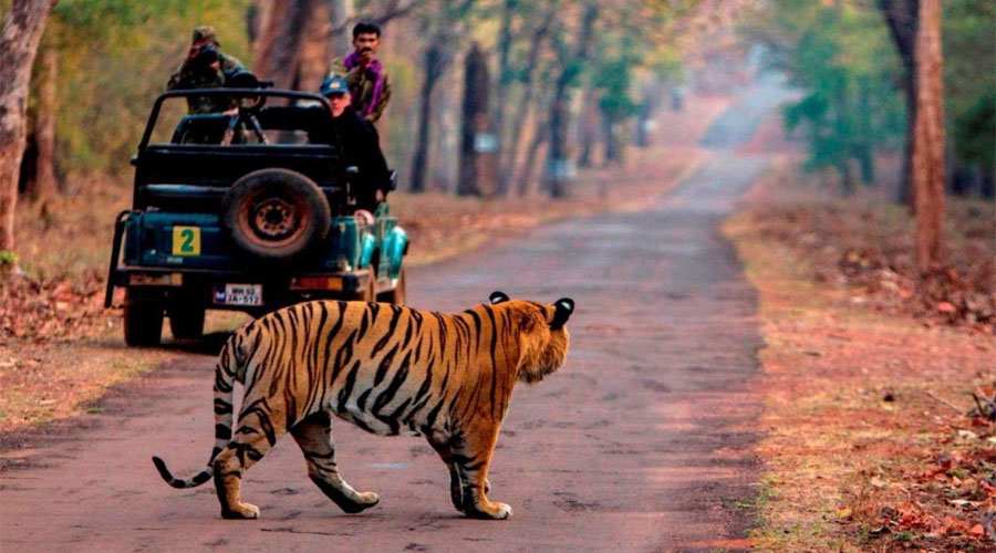 Top 10 Best Jungle Safari in Maharashtra