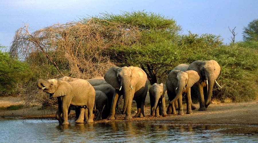 Top 10 Best National Parks in Uttarakhand