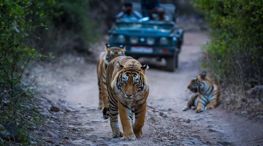 Top 10 Best Tiger Safaris in India