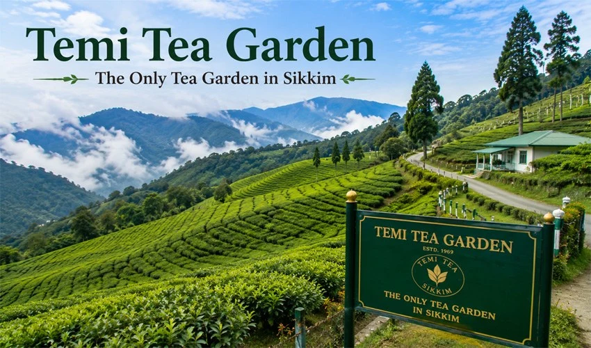 Temi Tea Garden